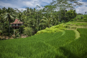 Our Rice Terraces