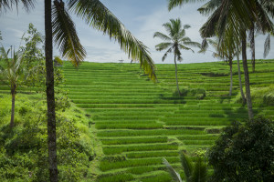 Our Rice Terraces